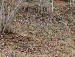 Fındık Bahçeleri Rengarenk