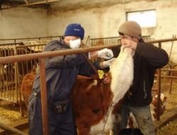 Brusella Aşısına Molla Köyünden Başlandı