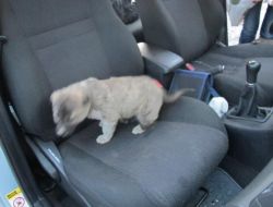 Haytap'ın İmdat Turu Ağrı'da