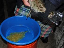 Alabalık Sağım Sezonu Başladı