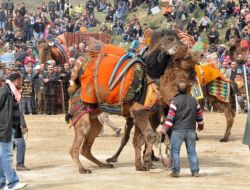 İzmir'de Deve Güreşi Şenliği Yapıldı