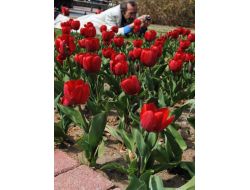 Laleler Manavgat'a Bahar Sevinci Yaşattı