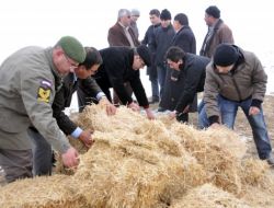 Karaman’da Yılkı Atları Ve Yaban Hayvanlarına Yiyecek Bırakıldı
