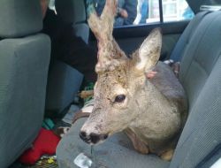 Yiyecek Sıkıntısı Çeken Karaca, Yerleşim Alanına İndi