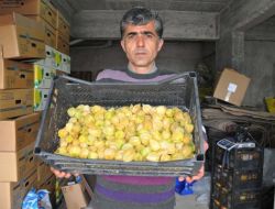 Altın Çilek Üreticisi Mustafa Uysal