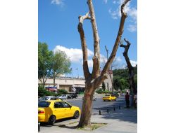 Hastalıklı Ağaçların Yerine Yenileri Dikilecek