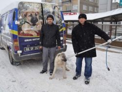Yozgat Belediyesi Kışın Sokak Köpeklerini Hayvan Barınağında Besliyor