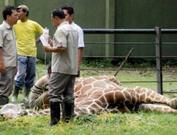Hayvanat Bahçesinde Ölen Zürafanın Midesinden 20 Kg Plastik Çıktı