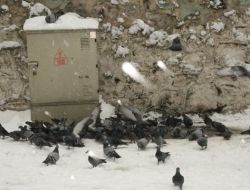 Karlı Havada Yiyecek Bulamayan Güvercinleri Vatandaşlar Besliyor