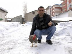 "Tavuğum Horoza Dönüştü"