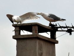 Martıların Kavgası