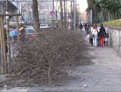 Dolmabahçe'deki Tarihi Çınarlar Kesilmeye Başlandı