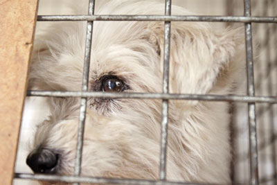 Hayvanseverlerin Kapıkule Günlüğü