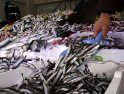 Balık Fiyatları Normale Dönüyor