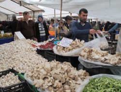 İstiridye Mantarına İlgi Arttı, Kültür Mantarını Zor Günler Bekliyor