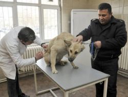Yenimahalle'de Kedi Ve Köpeklere Kuduz Aşısı Yapılıyor