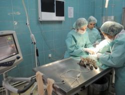 Büyükşehir'den Evcil Hayvanlara Ücretsiz Kuduz Aşısı