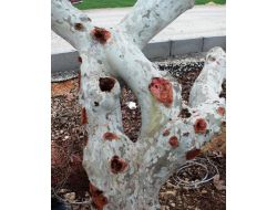 242 Çınar Ağacının Hasta Bedenleri Tedavi Edildi