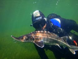 Karadeniz’in Türkiye Kıyılarında 59 Balık Türünün Nesli Tükendi