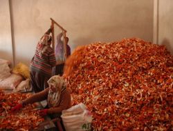 Kabuğu Meyvesinin 7 Katı Pahalı