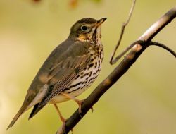 KIBRIS’A KADAR UÇABİLDİ!..