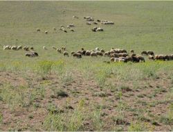 Mera Kanunu Bakanlar Kurulu’nda İmzaya Açıldı