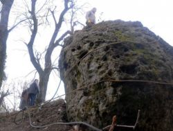 400 Tonluk Kayayı Halatlarla Ağaca Bağladılar