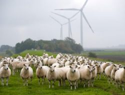 Dursunbey'e Beş Tane Rüzgâr Türbini Kurulacak