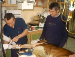 Aşırı Kilolu Doğan Buzağısını Nazar Değmesin Diye Kimseye Göstermemiş