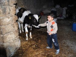 Buzağı Desteği İçin 20 Gün İçinde Küpeleme Yapılması Gerekiyor