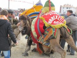 Altınoluk’ta, Develer Tozu Dumana Kattı