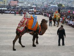 İzmirliler, Deve Güreşine Doydu