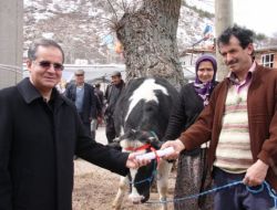 30 Aileye 120 Damızlık Düve Dağıtıldı