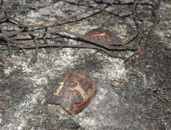 Kadirli'de Orman Yangını