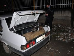 Çaldığı 8 Koyunla Kaçarken Kıskıvrak Yakalandı
