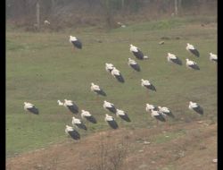 Leyleklere Soğuk Hava Engeli