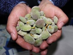 Yılın İlk Çağlası 30 Tl’den Tezgahlarda Yerini Aldı