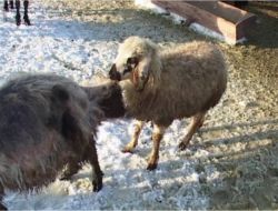 Yiyecek Sıkıntısı Çekilen Köyde Koyunlar Birbirlerinin Tüylerini Yemeye Başladı