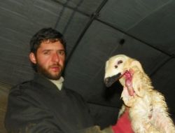 Kırıkkale’de 4 Kulaklı Ve Çenesi Olmayan Kuzu Dünyaya Geldi