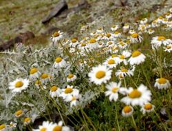 Kaçkarlarda Endemik Bitki Türleri Belirlenecek