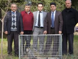 Yakalanan Maymun Koruma Altına Alındı