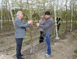 Tarsim Çukurova’daki İlk Don Zararını Karşıladı