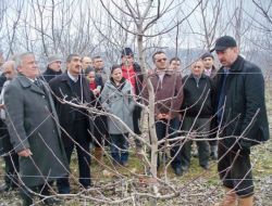 Taşova'da Çiftçilere Uygulamalı Budama Eğitimi Verildi