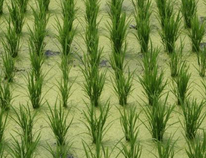 "HAYALİ ÇELTİK VURGUNU"