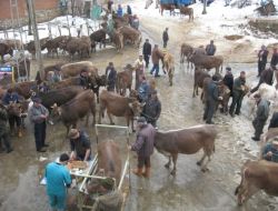 Turhal’da 36 Çiftçiye144 Gebe Düve Dağıtıldı