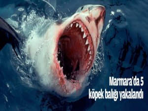 Marmara'da 5 köpek balığı yakalandı