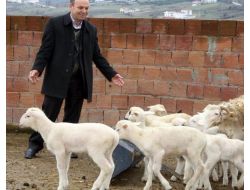 Yalova Kıvırcık Koyunu Tescillendi, Destek 65 Tl'ye Çıktı