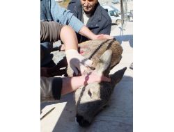 Köpeklerin Saldırısına Uğrayan Yavru Ceylan Tedavi Edildi