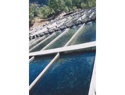 Avrupa’ya Çupra Ve Levrek Türkiye'den Gidiyor