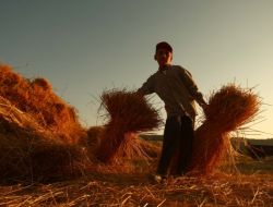 En Çok Sigortalanan Tarım Ürünü Buğday
